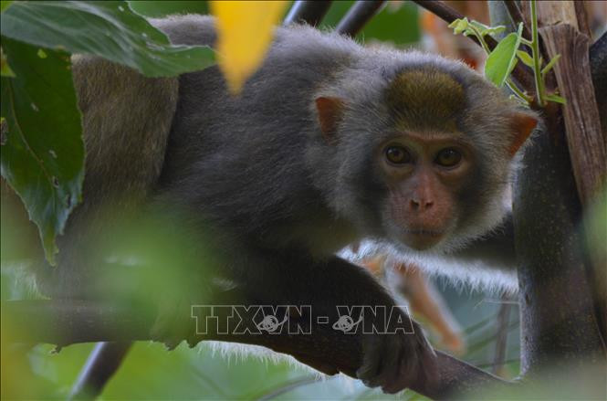 Khu dự trữ sinh quyển Cao nguyên Kon Hà Nừng - món quà vô giá của thiên nhiên ảnh 21