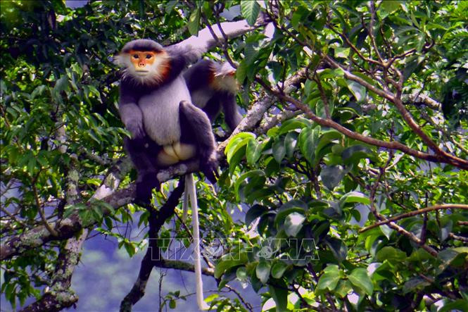 Khu dự trữ sinh quyển Cao nguyên Kon Hà Nừng - món quà vô giá của thiên nhiên ảnh 8