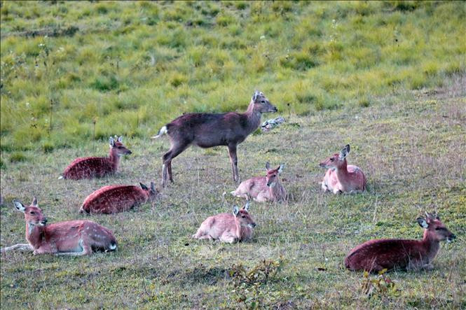 Khu dự trữ sinh quyển Cao nguyên Kon Hà Nừng - món quà vô giá của thiên nhiên ảnh 17