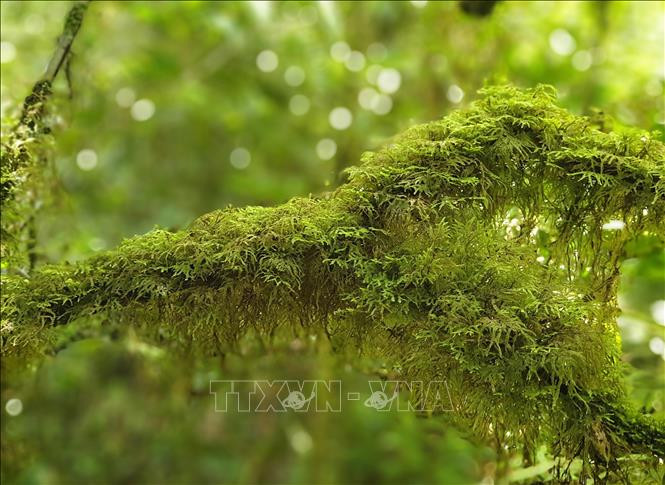 Khu dự trữ sinh quyển Cao nguyên Kon Hà Nừng - món quà vô giá của thiên nhiên ảnh 24