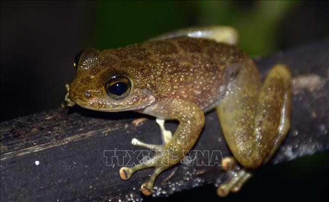 Khu dự trữ sinh quyển Cao nguyên Kon Hà Nừng - món quà vô giá của thiên nhiên ảnh 6