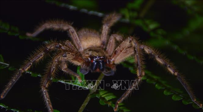 Khu dự trữ sinh quyển Cao nguyên Kon Hà Nừng - món quà vô giá của thiên nhiên ảnh 7