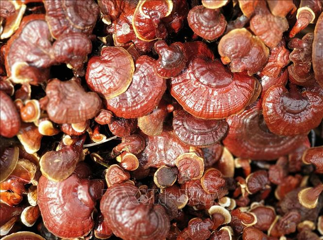 Khu dự trữ sinh quyển Cao nguyên Kon Hà Nừng - món quà vô giá của thiên nhiên ảnh 25