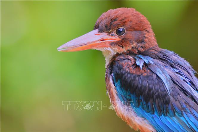 Khu dự trữ sinh quyển Cao nguyên Kon Hà Nừng - món quà vô giá của thiên nhiên ảnh 9