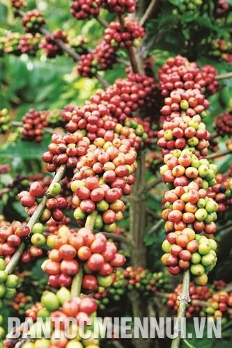 Để cà phê Tây Nguyên vươn xa ảnh 2