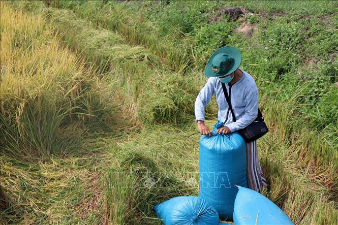 Nông dân xã Buôn Chóah, huyện Krông Nô thu hoạch lúa Đông Xuân. Ảnh: Ngọc Minh – TTXVN Đắk Nông nâng tầm cho sản phẩm lúa gạo ảnh 3
