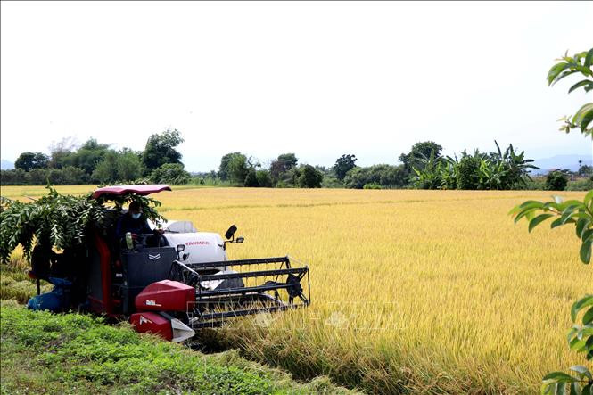 Nông dân Buôn Chóah thu hoạch lúa Đông Xuân. Ảnh: Ngọc Minh – TTXVN Đắk Nông nâng tầm cho sản phẩm lúa gạo ảnh 2