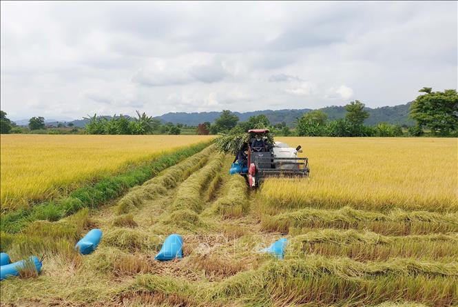 Nông dân xã Buôn Chóah, huyện Krông Nô thu hoạch lúa Đông Xuân. Ảnh: Ngọc Minh - TTXVN Đắk Nông nâng tầm cho sản phẩm lúa gạo ảnh 4