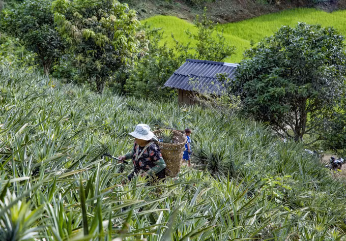 Dứa - Cây trồng giúp người Mông thoát nghèo ảnh 1