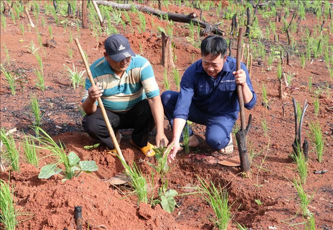 Hộ anh Rơ Lan Binh, làng Bía, xã Ia Chía, huyện Ia Grai và hộ anh Trần Văn Hải công nhân Công ty 74 gắn kết từ năm 2006. Ảnh: Hồng Điệp - TTXVN Đồng bào dân tộc thiểu số vùng biên ở Gia Lai ổn định cuộc sống nhờ mô hình gắn kết hộ ảnh 2