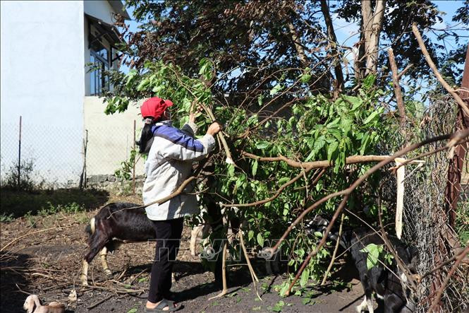 Chị H Ban Niê ở xã Cư Êbur, thành phố Buôn Ma Thuột chăm sóc đàn dê. Ảnh: Tuấn Anh – TTXVN Đắk Lắk: “Quỹ đảng viên tiết kiệm làm theo tấm gương đạo đức Hồ Chí Minh” tiếp sức cho đảng viên nghèo ảnh 3