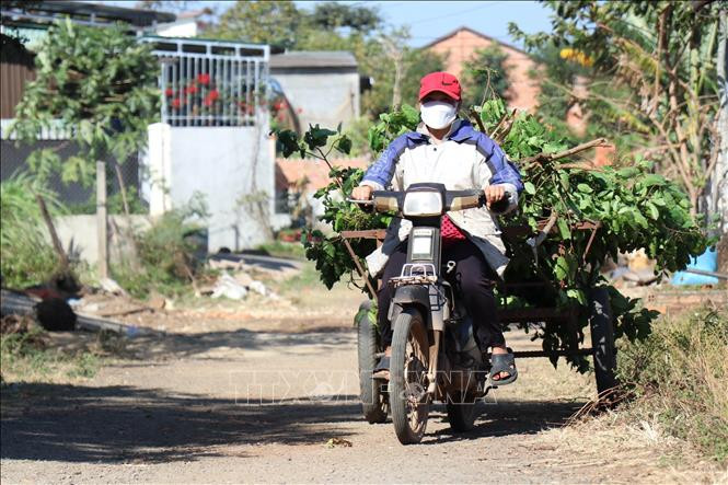 Chị H Ban Niê ở xã Cư Êbur, thành phố Buôn Ma Thuột vận chuyển thức ăn cho đàn dê. Ảnh: Tuấn Anh – TTXVN Đắk Lắk: “Quỹ đảng viên tiết kiệm làm theo tấm gương đạo đức Hồ Chí Minh” tiếp sức cho đảng viên nghèo ảnh 1