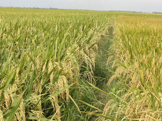 ST 25 – Tự hào thương hiệu gạo Việt ảnh 3