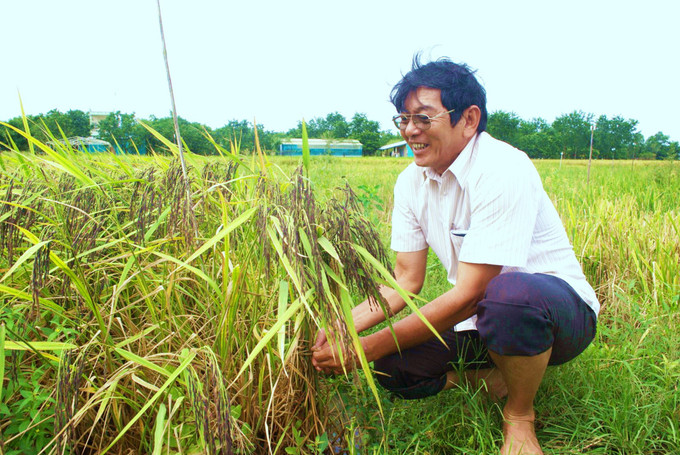 Anh hùng Lao động Hồ Quang Cua với giống lúa thơm đặc sản của tỉnh Sóc Trăng. Ảnh: Trung Hiếu ST 25 – Tự hào thương hiệu gạo Việt ảnh 1