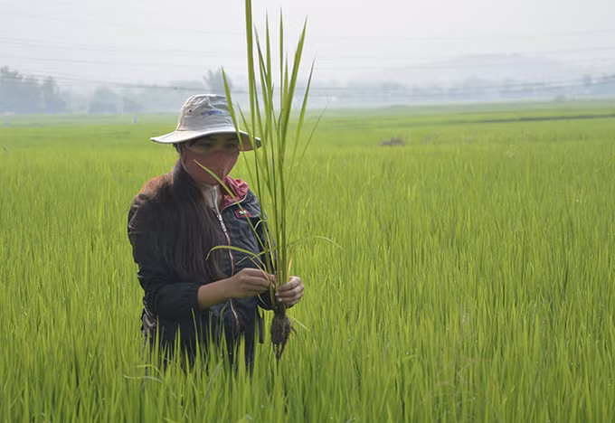 Phòng trừ bệnh đạo ôn hại lúa ảnh 2