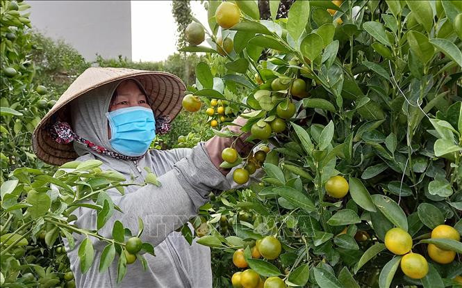 Nông dân Phú Yên chăm sóc, tạo dáng cho quất bán thị trường Tết. Ảnh: Xuân Triệu-TTXVN Hoa Tết "vượt bão" (Bài cuối) ảnh 2
