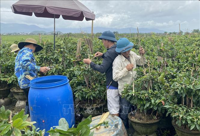 Nông dân thị xã An Nhơn, tỉnh Bình Bịnh tập trung chăm sóc hoa mai cho thị trường Tết. Ảnh: Tường Quân-TTXVN Hoa Tết "vượt bão" (Bài cuối) ảnh 3