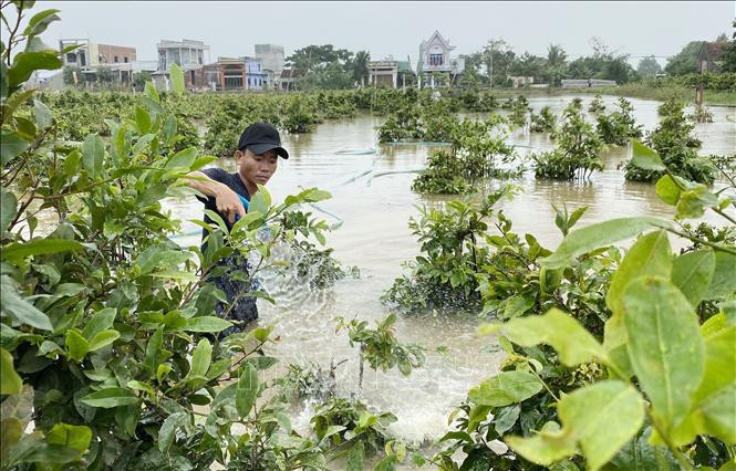 Năm nay nước lũ dâng cao nhiều diện tích mai ở thủ phủ mai miền Trung thị xã An Nhơn, tỉnh Bình Định bị ngập sâu, hư hại do nước lũ. Ảnh: Tường Quân-TTXVN Hoa Tết "vượt bão" (Bài cuối) ảnh 1