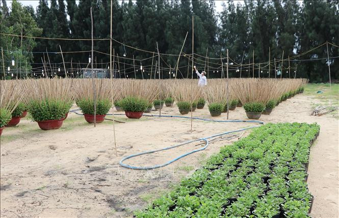 Do ảnh hưởng của thiên tai và dịch COVID-19 nông dân trồng hoa cúc ở Phú Yên đã bỏ đất trống không trồng, giảm gần một nữa sản lượng so với các năm trước. Ảnh: Phạm Cường-TTXVN Hoa Tết "vượt bão" (Bài 1) ảnh 1