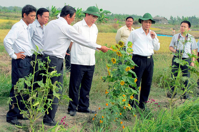 Lãnh đạo Trung ương tham quan mô hình ruộng lúa bờ hoa ở huyện Mỹ Xuyên (Sóc Trăng). Ảnh: Trung Hiếu Mỹ Xuyên về đích nông thôn mới ảnh 2