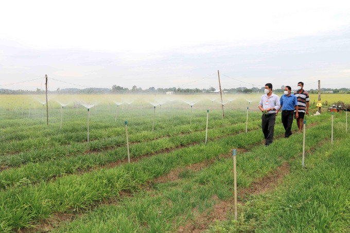 Gia đình ông Kiên Thỏ ở xã Hòa Lợi, huyện Châu Thành (Trà Vinh) chuyển đổi 0,2 ha đất trồng lúa sang trồng hẹ cho hiệu quả kinh tế cao hơn nhiều lần so với trồng lúa. Ảnh: Thanh Hòa Khởi sắc vùng đồng bào dân tộc Khmer tỉnh Trà Vinh ảnh 1