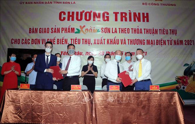Lễ ký kết giữa đại diện UBND tỉnh Sơn La và các đơn vị tại chương trình “Bàn giao sản phẩm xoài Sơn La theo thỏa thuận tiêu thụ cho các đơn vị chế biến, tiêu thụ, xuất khẩu và thương mại điện tử năm 2021. Ảnh: Quang Quyết-TTXVN Hỗ trợ chế biến, tiêu thụ, xuất khẩu và thương mại điện tử sản phẩm xoài Sơn La ảnh 2