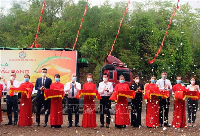 Lễ cắt băng “Bàn giao sản phẩm xoài Sơn La theo thỏa thuận tiêu thụ cho các đơn vị chế biến, tiêu thụ, xuất khẩu và thương mại điện tử năm 2021. Ảnh: Quang Quyết-TTXVN Hỗ trợ chế biến, tiêu thụ, xuất khẩu và thương mại điện tử sản phẩm xoài Sơn La ảnh 1