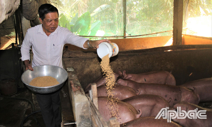 Ông Trương Văn Mận đang chăm sóc đàn heo. Ảnh: baoapbac.vn Đảng viên tiên phong vì cộng đồng ảnh 1