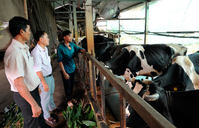 Cán bộ nông nghiệp thành phố Sóc Trăng tham quan mô hình nuôi bò sữa đem lại hiệu quả kinh tế cao của hộ gia đình anh Thạch Minh Dương, người Khmer ở phường 10. Ảnh: An Hiếu Nét mới ở vùng ven đô Sóc Trăng ảnh 6