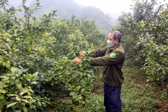 20 năm nhường đất cho dự án Thủy điện Tuyên Quang ảnh 5