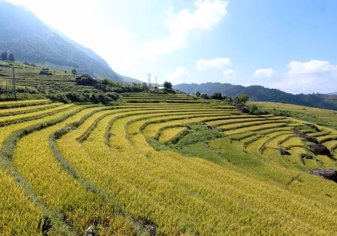 Mùa vàng trên những thửa ruộng bậc thang ở Lai Châu ảnh 6