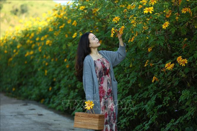 Du khách ngắm hoa dã quỳ vàng tại miệng núi lửa Chư Đăng Ya, tỉnh Gia Lai. Ảnh: Hồng Điệp – TTXVN Gia Lai: Dã quỳ nhuộm vàng miệng núi lửa Chư Đăng Ya ảnh 11