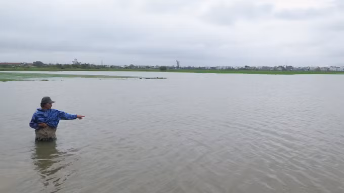 Hơn 4.500 ha lúa Đông Xuân của Thừa Thiên – Huế bị ngập úng do mưa lớn ảnh 1