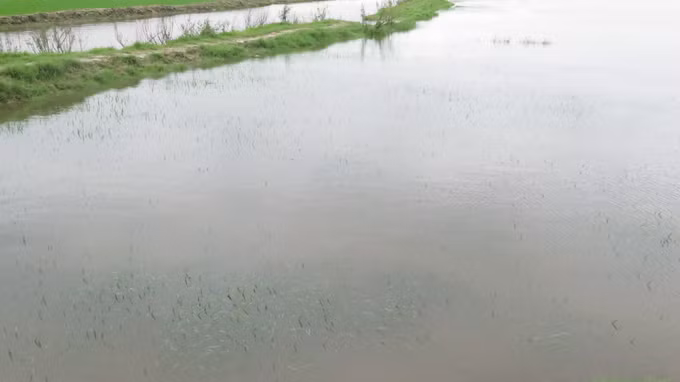 Hơn 4.500 ha lúa Đông Xuân của Thừa Thiên – Huế bị ngập úng do mưa lớn ảnh 4