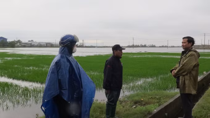 Hơn 4.500 ha lúa Đông Xuân của Thừa Thiên – Huế bị ngập úng do mưa lớn ảnh 2