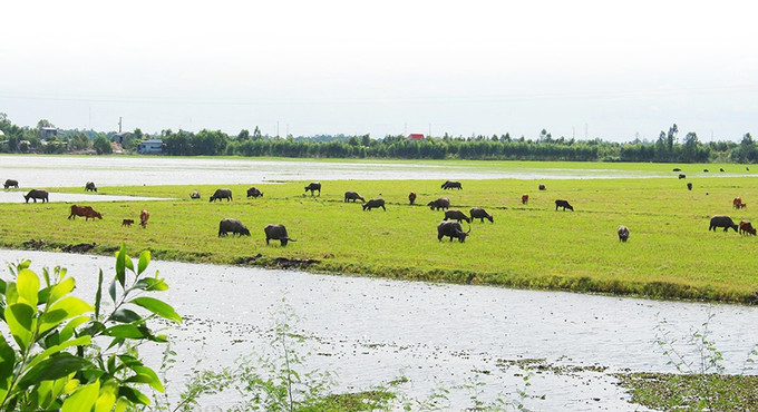 Đàn trâu hàng trăm con gặm cỏ trên cánh đồng ở thị xã Nhơn Hưng, huyện Tịnh Biên (An Giang) vào “mùa nước nổi”. Ảnh: Công Mạo Ký ức mùa len trâu ảnh 3