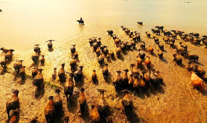 “Len trâu” là bức tranh đồng quê tuyệt đẹp vào “mùa nước nổi” ở An Giang. Ảnh: Công Mạo Ký ức mùa len trâu ảnh 1