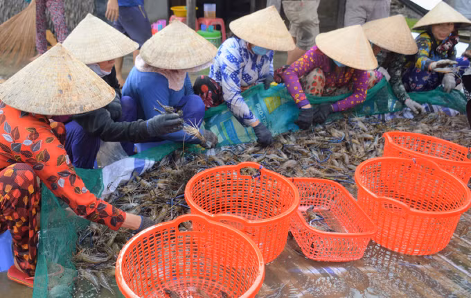 Hiệu quả mô hình luân canh tôm - lúa ở Hồng Dân ảnh 1