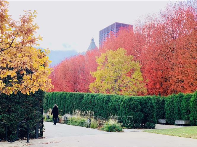 Thu vàng nước Mỹ ảnh 11