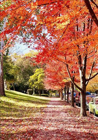 Thu vàng nước Mỹ ảnh 3