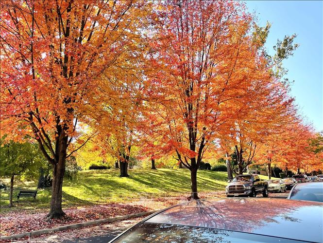 Thu vàng nước Mỹ ảnh 2