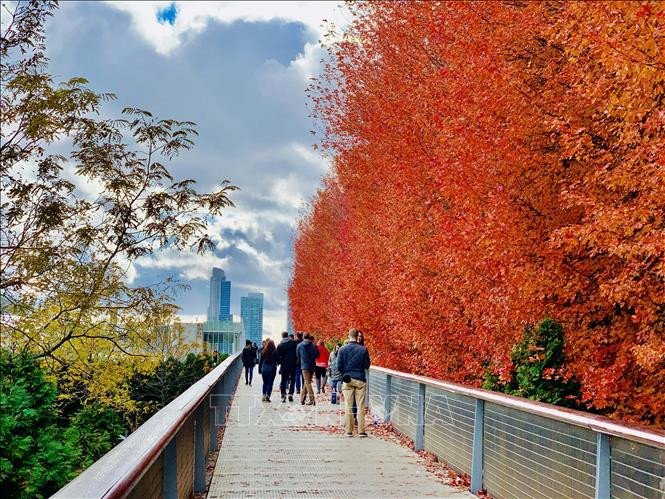 Thu vàng nước Mỹ ảnh 10