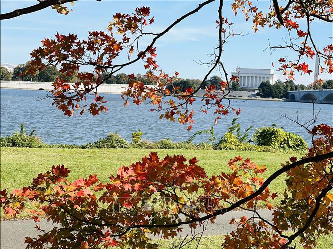 Thu vàng nước Mỹ ảnh 5