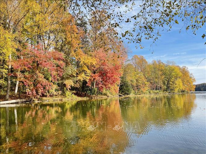 Thu vàng nước Mỹ ảnh 7