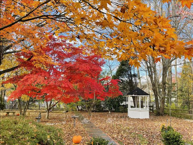 Thu vàng nước Mỹ ảnh 4