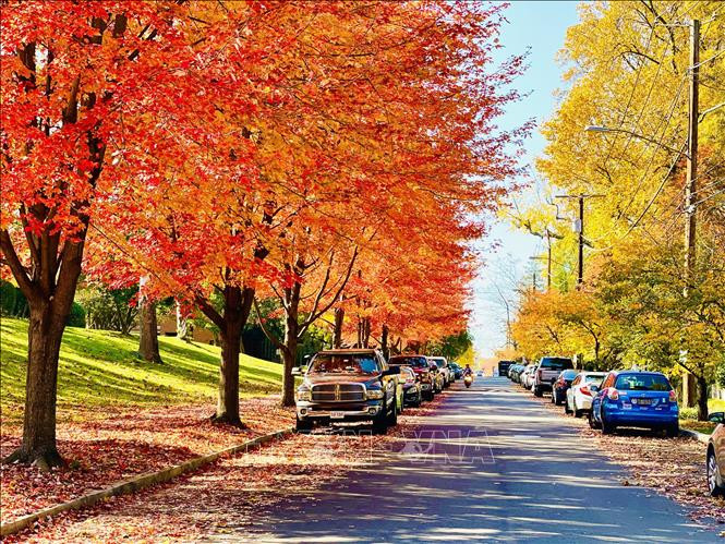 Thu vàng nước Mỹ ảnh 1