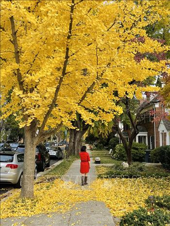 Thu vàng nước Mỹ ảnh 13