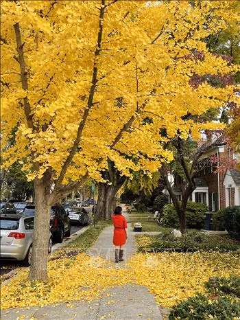 Thu vàng nước Mỹ ảnh 13