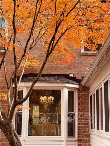 Thu vàng nước Mỹ ảnh 8