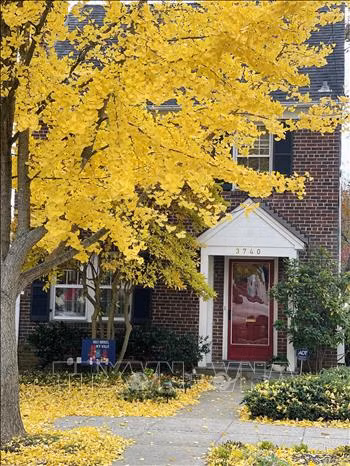 Thu vàng nước Mỹ ảnh 14